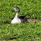 Sarcidiorne sylvicole