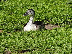 Comb Duck