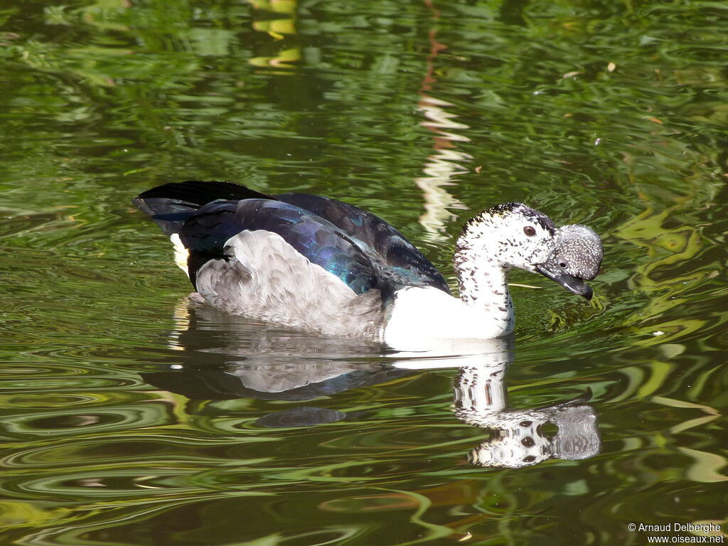 Sarcidiorne sylvicole mâle