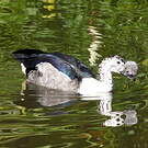 Sarcidiorne sylvicole