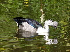 Comb Duck