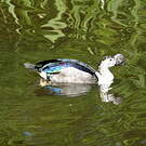 Sarcidiorne sylvicole