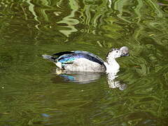 Comb Duck