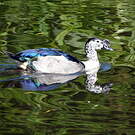 Sarcidiorne sylvicole