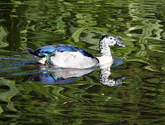 Comb Duck