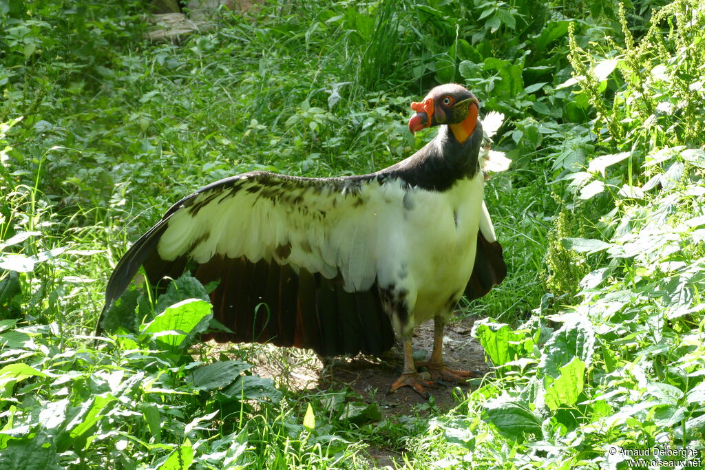 King Vulture