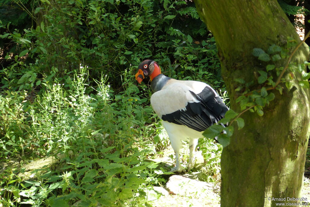 King Vulture