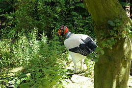 King Vulture