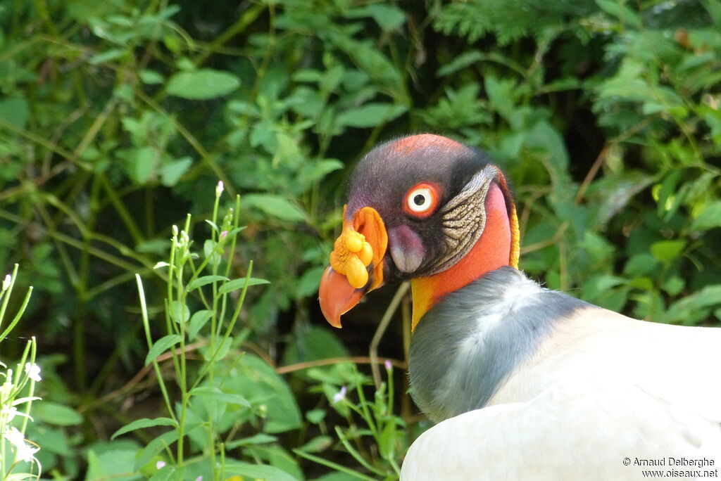 King Vulture