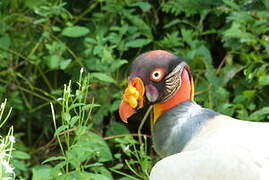 King Vulture