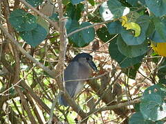 Boat-billed Heron