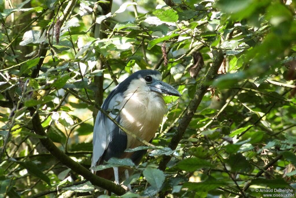 Boat-billed Heron