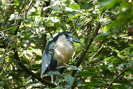 Boat-billed Heron