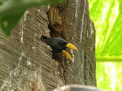 Grosbeak Starling