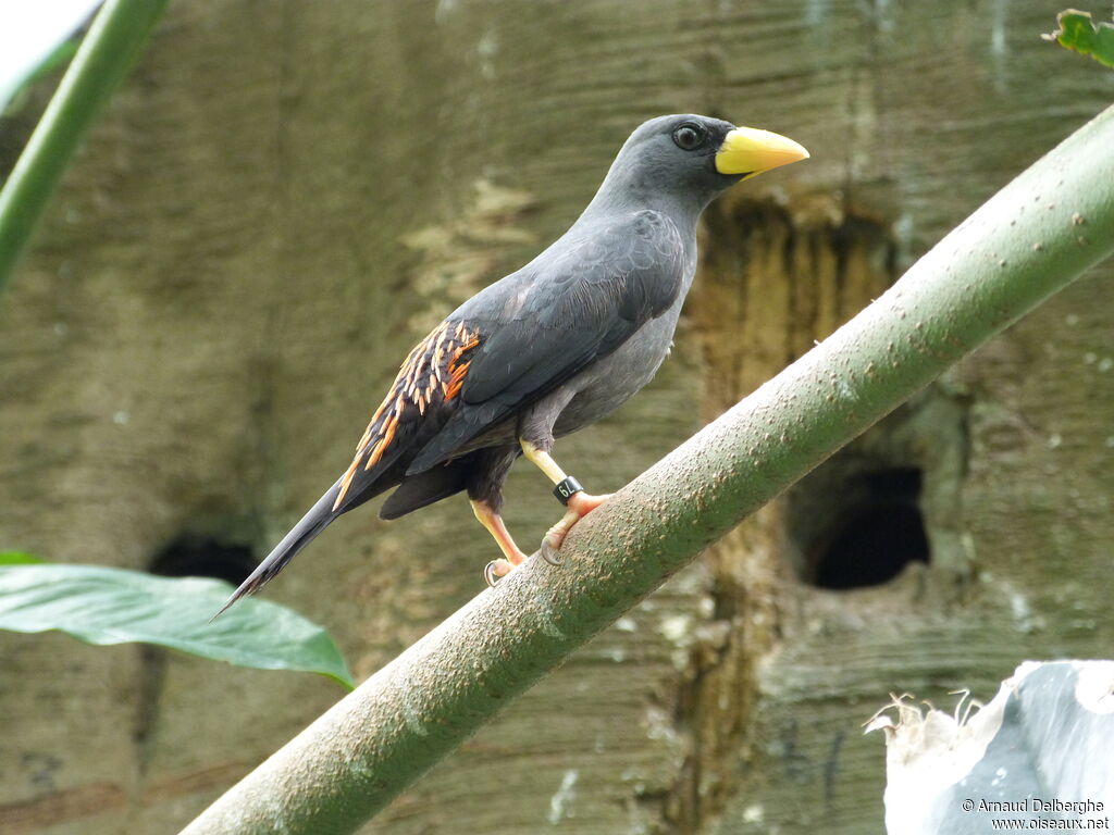 Grosbeak Starling