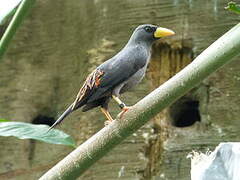 Grosbeak Starling