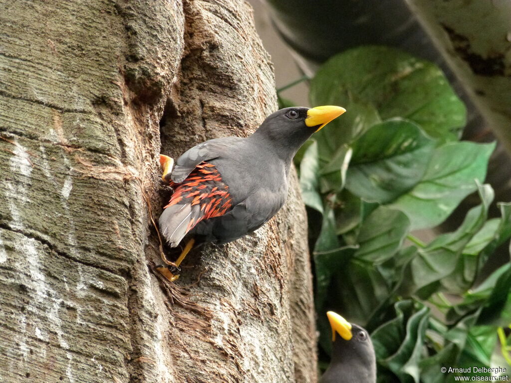 Grosbeak Starling