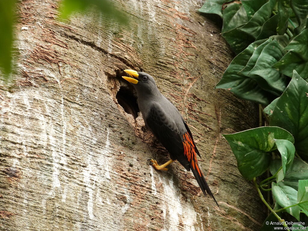 Grosbeak Starling