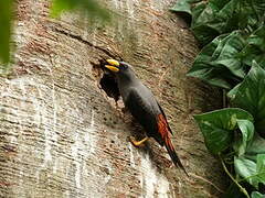 Grosbeak Starling