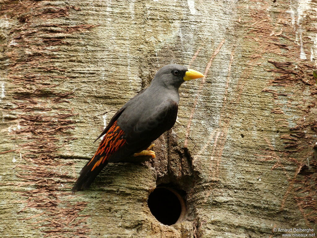 Grosbeak Starling