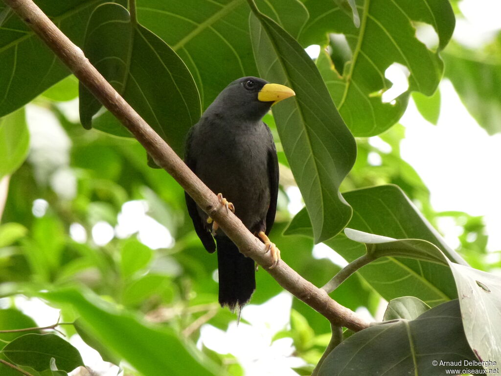 Grosbeak Starling