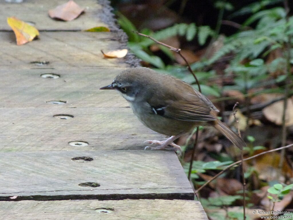 White-browed Scrubwren