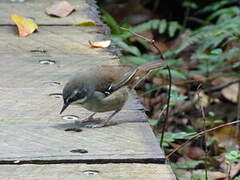 White-browed Scrubwren