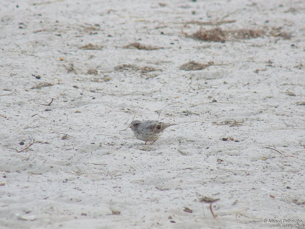 White-rumped Seedeater