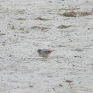 Serin à croupion blanc