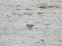 Serin à croupion blanc