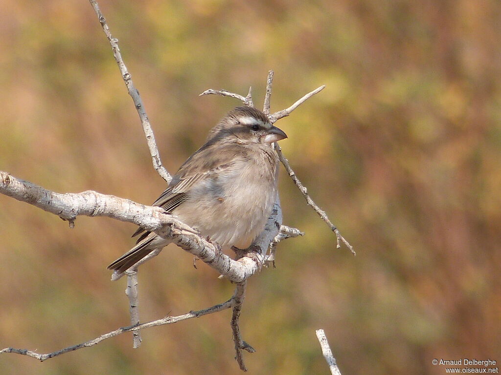 Serin à gorge blanche