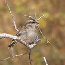 Serin à gorge blanche