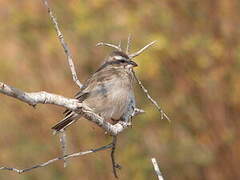 White-throated Canary