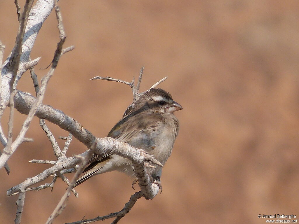 White-throated Canary