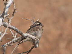 White-throated Canary