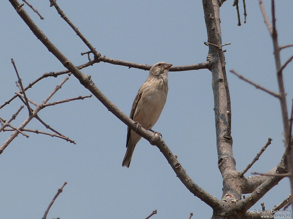 Black-throated Canary