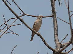 Black-throated Canary