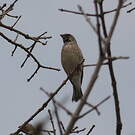 Serin à gorge noire