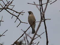 Serin à gorge noire