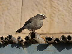 Brown-rumped Seedeater