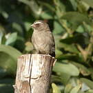 Serin à trois raies