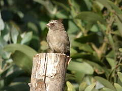 Serin à trois raies