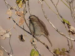 Brown-rumped Seedeater