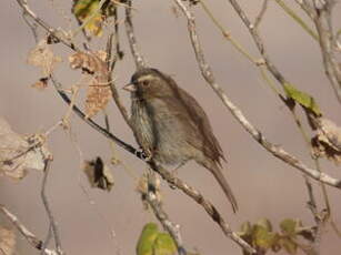 Serin à trois raies