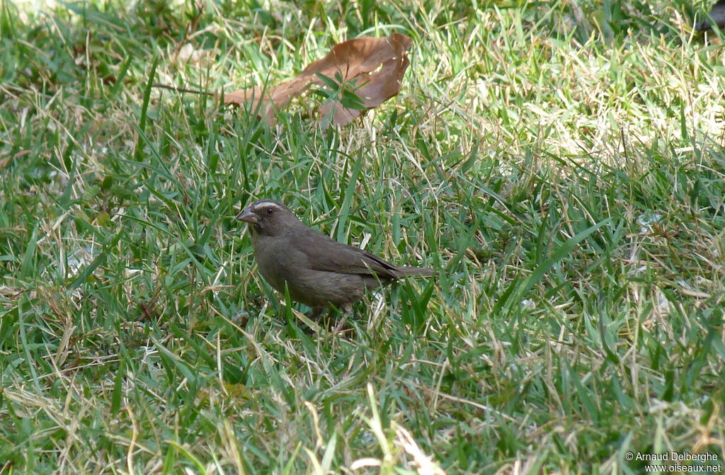 Brown-rumped Seedeater