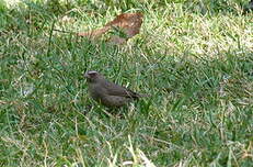 Serin à trois raies