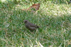 Brown-rumped Seedeater