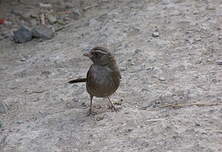 Serin à trois raies