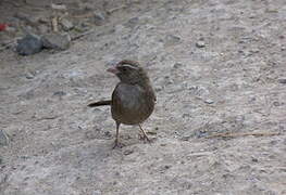 Brown-rumped Seedeater