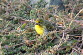 Serin à ventre blanc